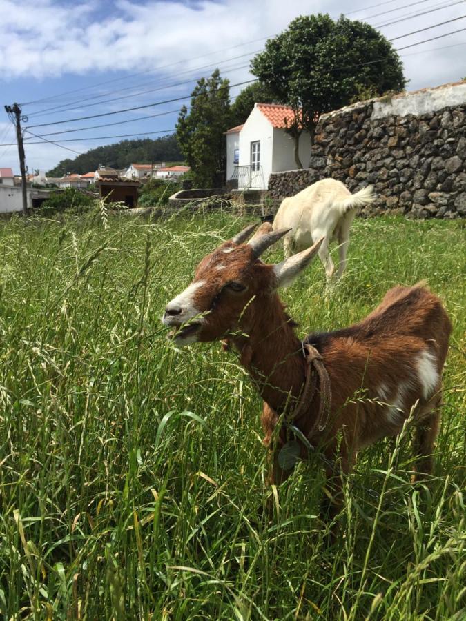 The Azores Homestead - Terceira Santa Barbara  Экстерьер фото